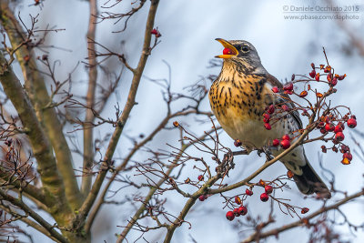 Fieldfare (Turdus pilaris)