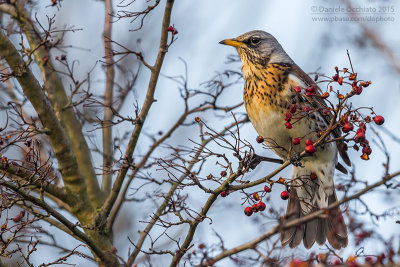 Fieldfare (Turdus pilaris)