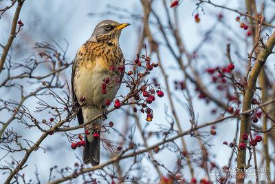 Fieldfare (Turdus pilaris)