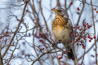 Fieldfare (Turdus pilaris)