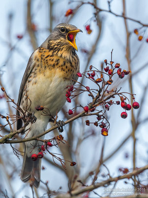 Fieldfare (Turdus pilaris)