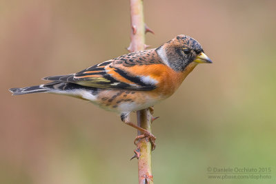 Brambling (Fringilla montifringilla)