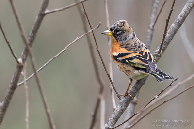 Brambling (Fringilla montifringilla)