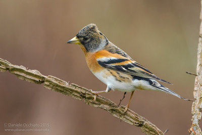 Brambling (Fringilla montifringilla)