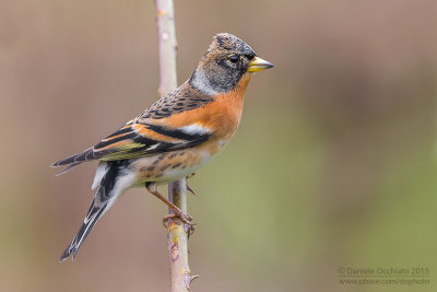 Brambling (Fringilla montifringilla)