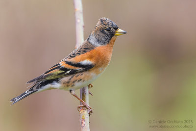 Brambling (Fringilla montifringilla)