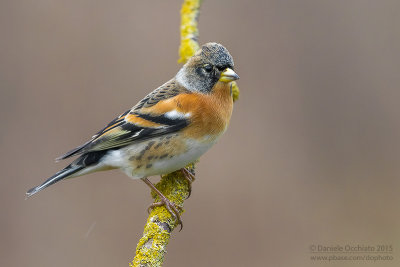 Brambling (Fringilla montifringilla)