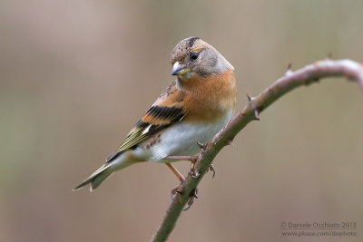 Brambling (Fringilla montifringilla)