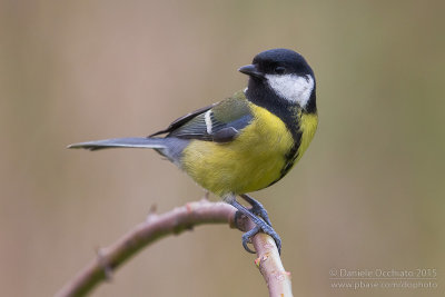 Great Tit (Parus major)