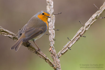 European Robin (Erithacus rubecula)