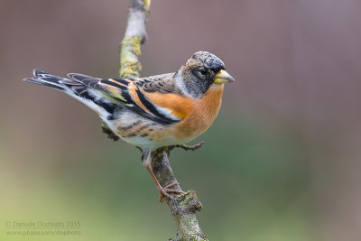 Brambling (Fringilla montifringilla)