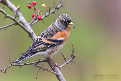 Brambling (Fringilla montifringilla)