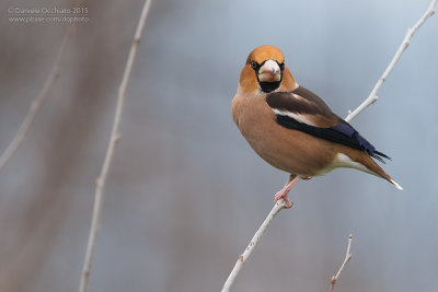 Hawfinch (Coccothraustes coccothraustes)