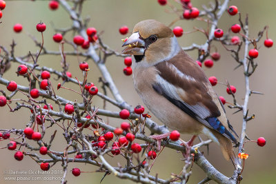 Hawfinch (Coccothraustes coccothraustes)