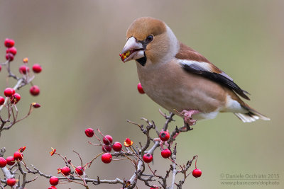 Hawfinch (Coccothraustes coccothraustes)