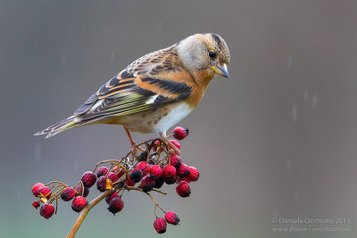 Brambling (Fringilla montifringilla)