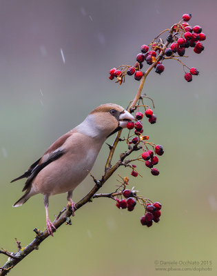 Hawfinch (Coccothraustes coccothraustes)