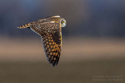 Short-eared Owl (Asio flammeus)