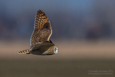 Short-eared Owl (Asio flammeus)