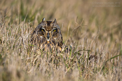 Short-eared Owl (Asio flammeus)