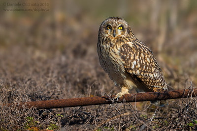 Short-eared Owl (Asio flammeus)