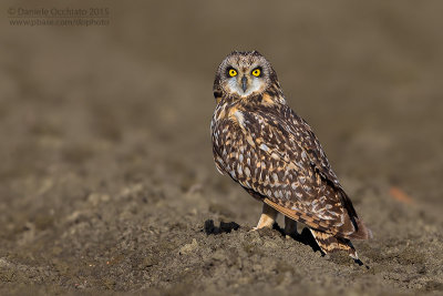 Short-eared Owl (Asio flammeus)