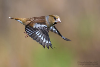 Hawfinch (Coccothraustes coccothraustes)