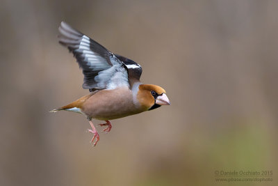 Hawfinch (Coccothraustes coccothraustes)