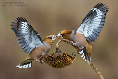 Hawfinch (Coccothraustes coccothraustes)