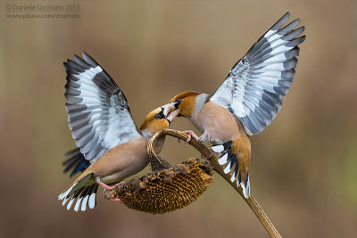 Hawfinch (Coccothraustes coccothraustes)