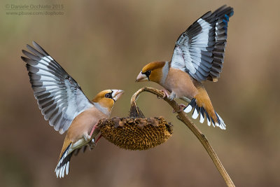 Hawfinch (Coccothraustes coccothraustes)