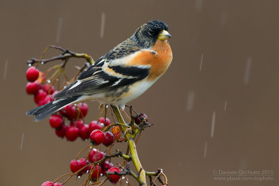 Brambling (Fringilla montifringilla)