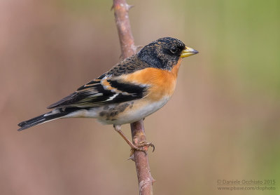 Brambling (Fringilla montifringilla)