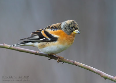 Brambling (Fringilla montifringilla)