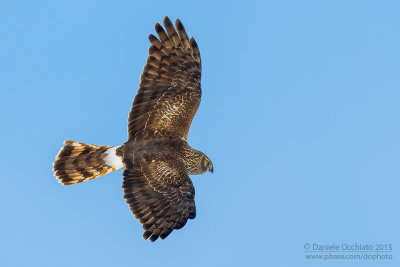 Hen Harrier (Circus cyaneus)