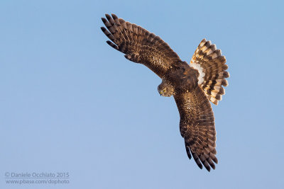 Hen Harrier (Circus cyaneus)