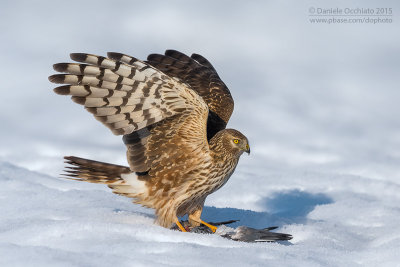 Hen Harrier (Circus cyaneus)