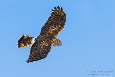 Hen Harrier (Circus cyaneus)