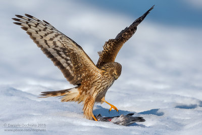 Hen Harrier (Circus cyaneus)