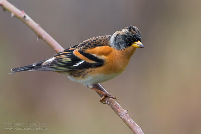 Brambling (Fringilla montifringilla)