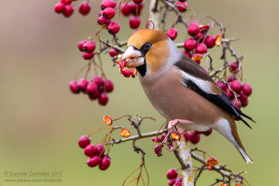 Hawfinch (Coccothraustes coccothraustes)