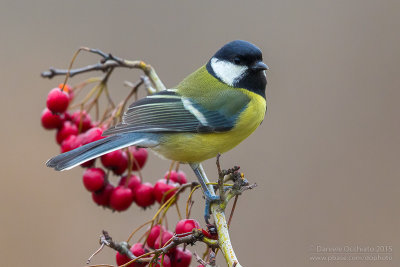 Great Tit (Parus major)