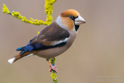 Hawfinch (Coccothraustes coccothraustes)