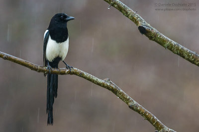 Eurasian Magpie (Pica pica)