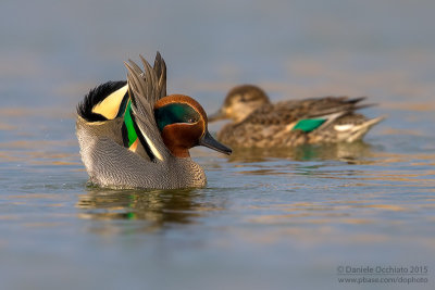 Eurasian Teal (Anas crecca)