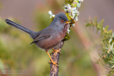 Dartford Warbler (Sylvia undata)