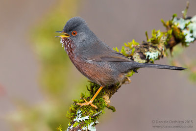 Dartford Warbler (Sylvia undata)