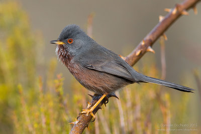 Dartford Warbler (Sylvia undata)