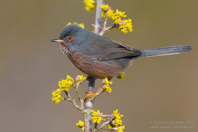 Dartford Warbler (Sylvia undata)