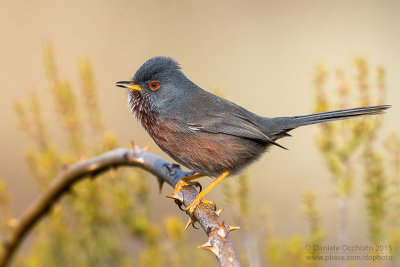 Dartford Warbler (Sylvia undata)